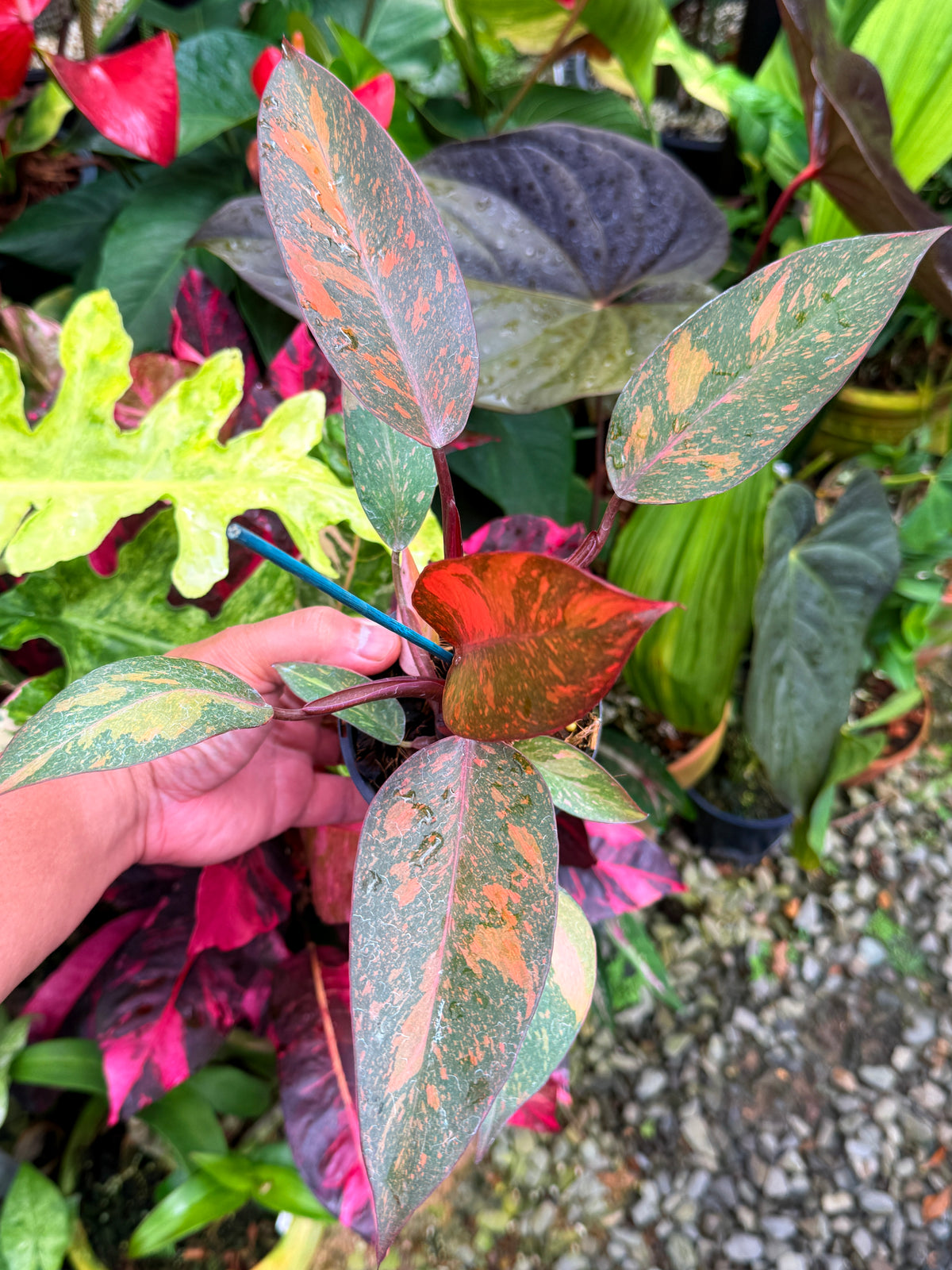 Philodendron 'Orange Princess' S30