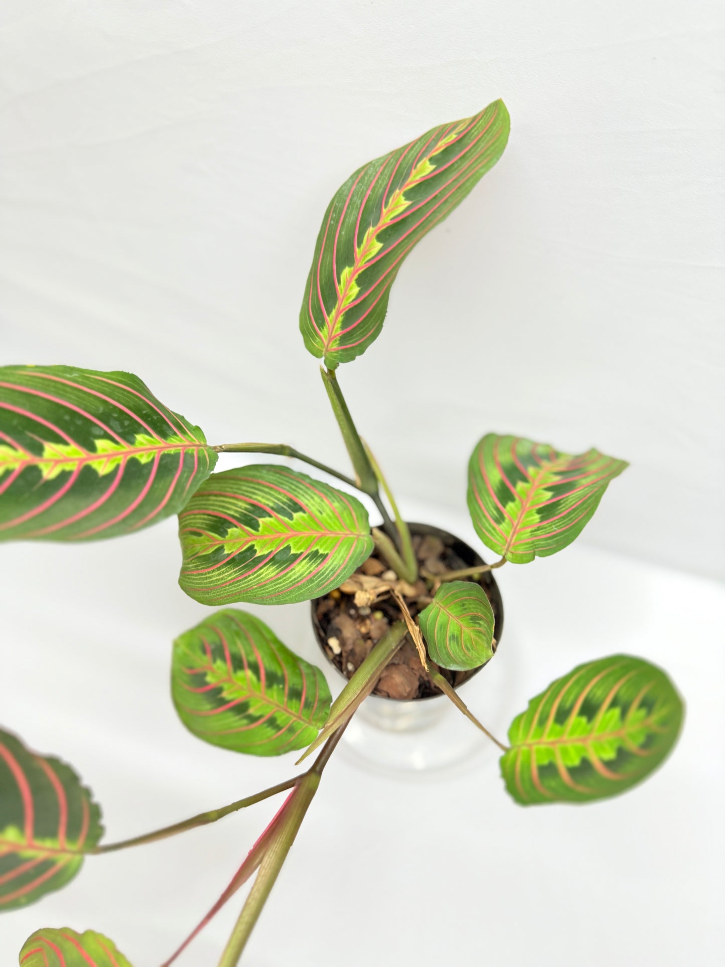 Maranta leuconeura 'Red Vein' F47