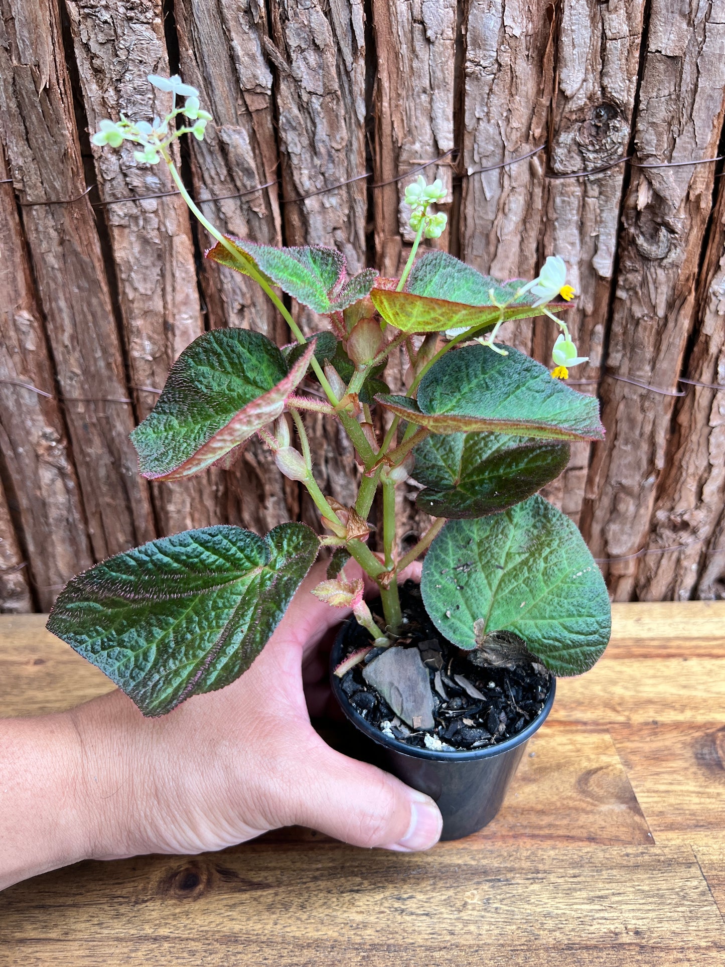 Begonia Manaus