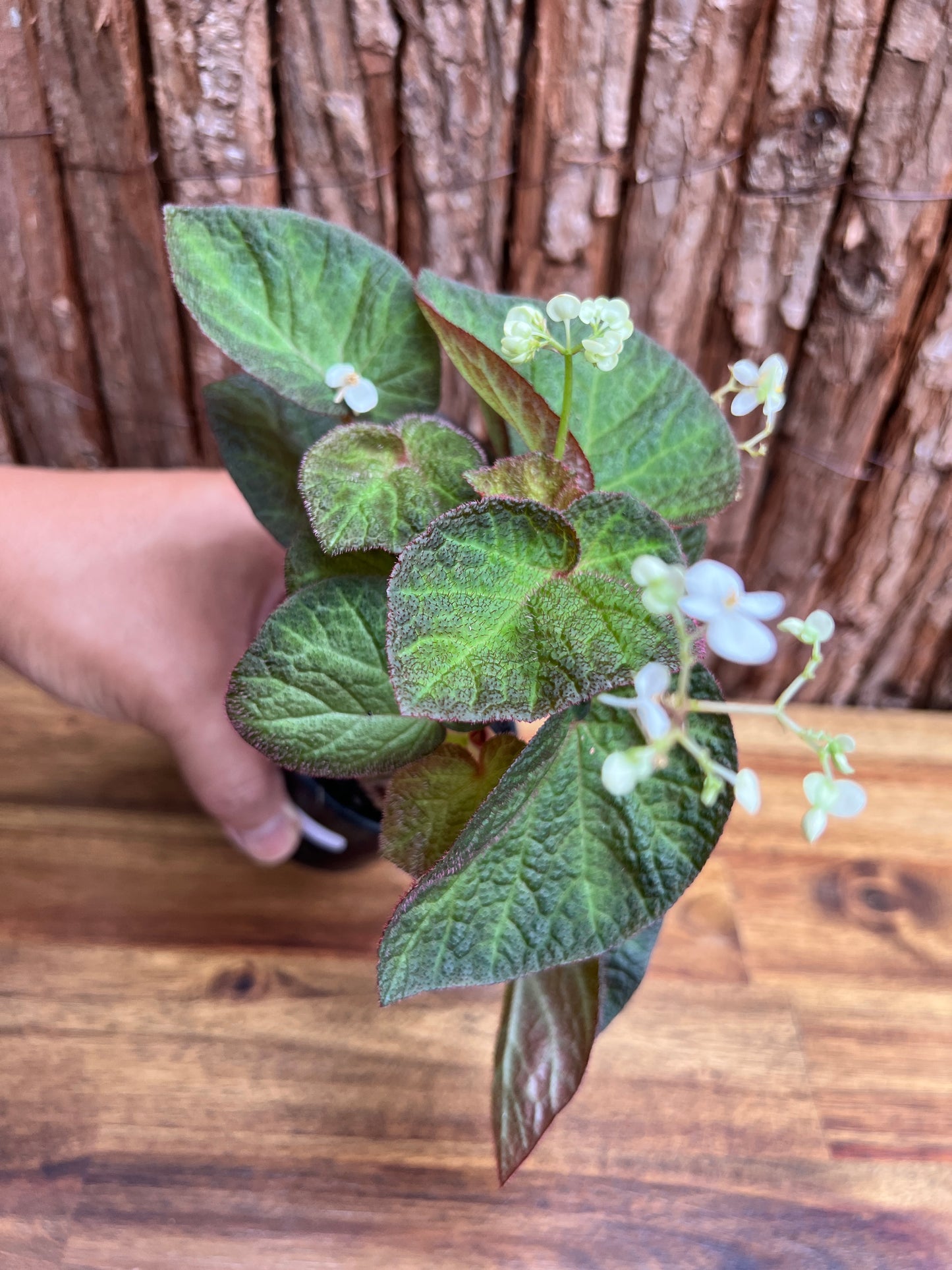 Begonia Manaus