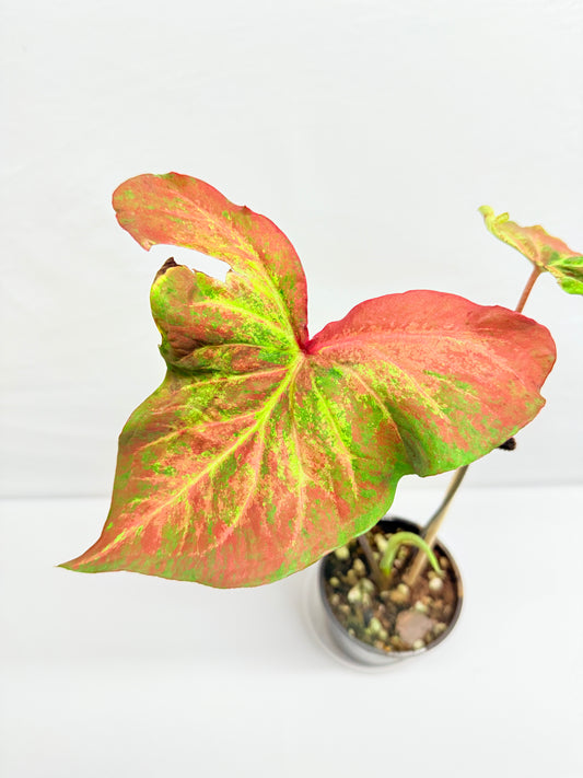 Caladium Hybrid G26