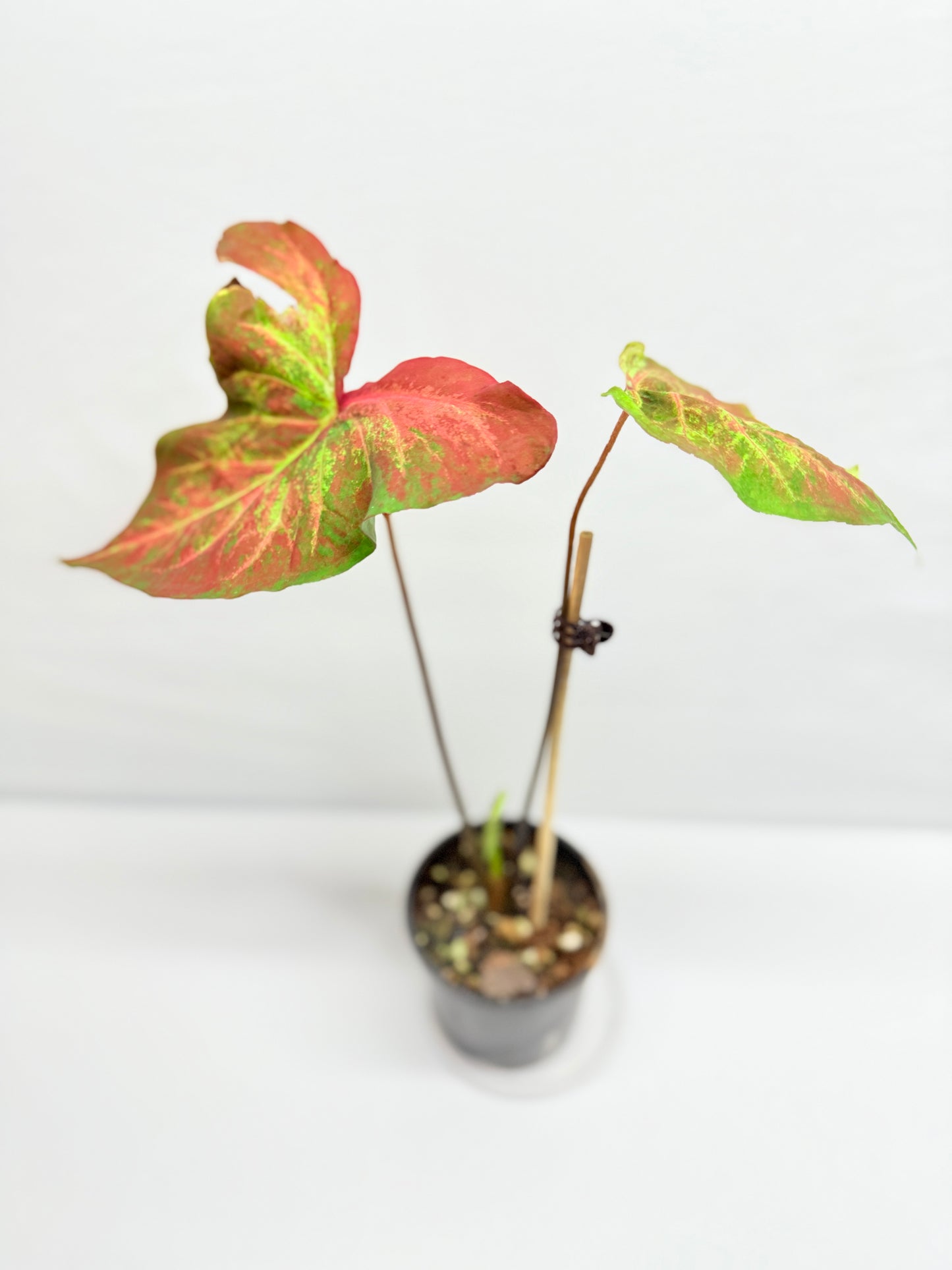Caladium Hybrid G26