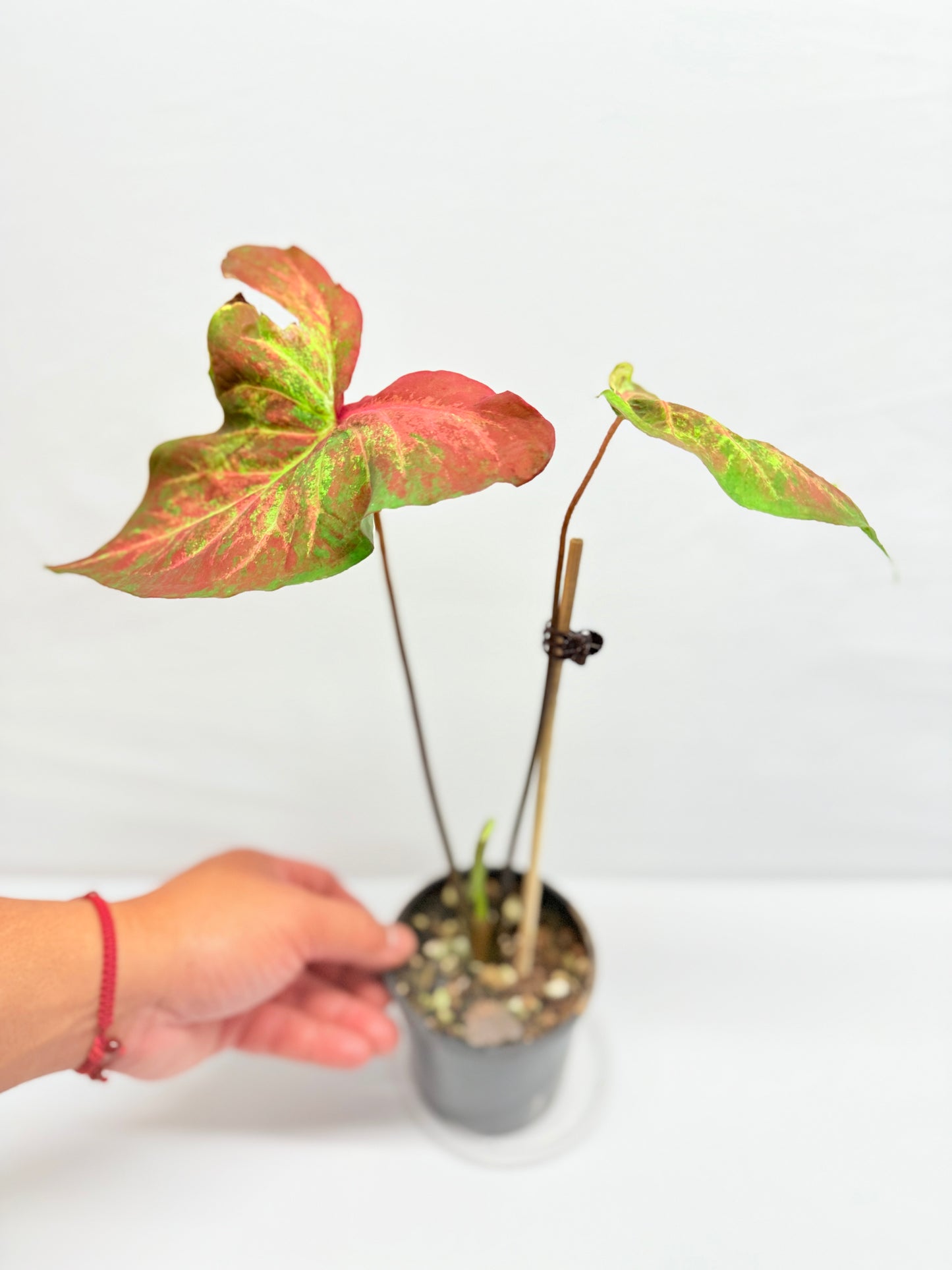 Caladium Hybrid G26