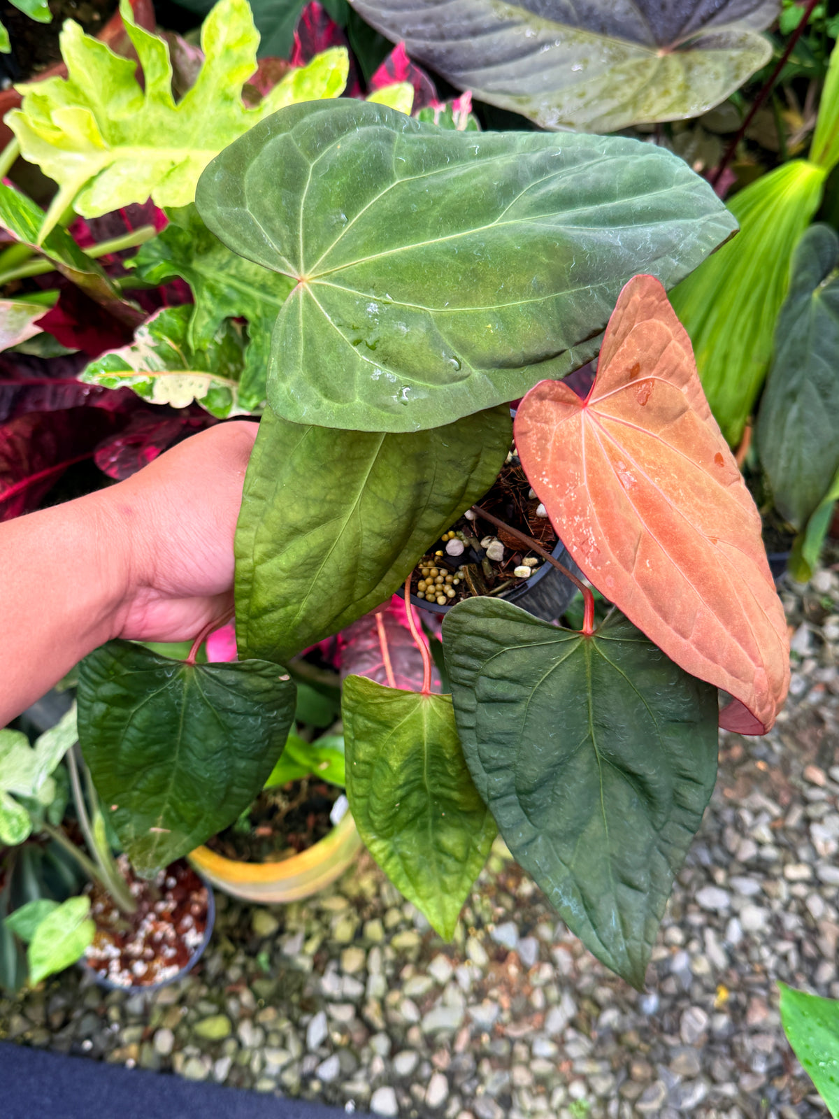 Anthurium Garden Velvet x Midnight Velvet x Red Vein Dark Phoenix M42