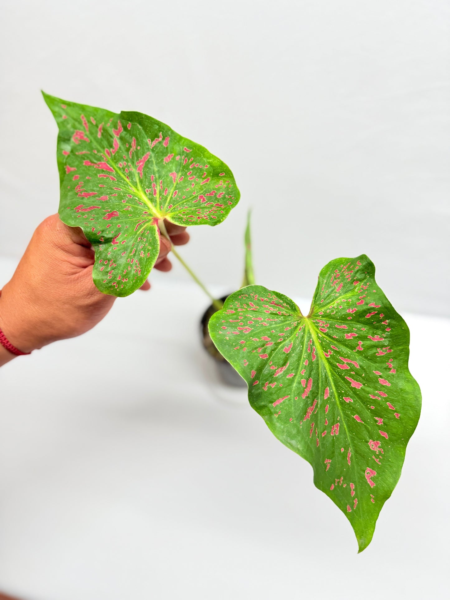 Caladium Thousand Stars G25