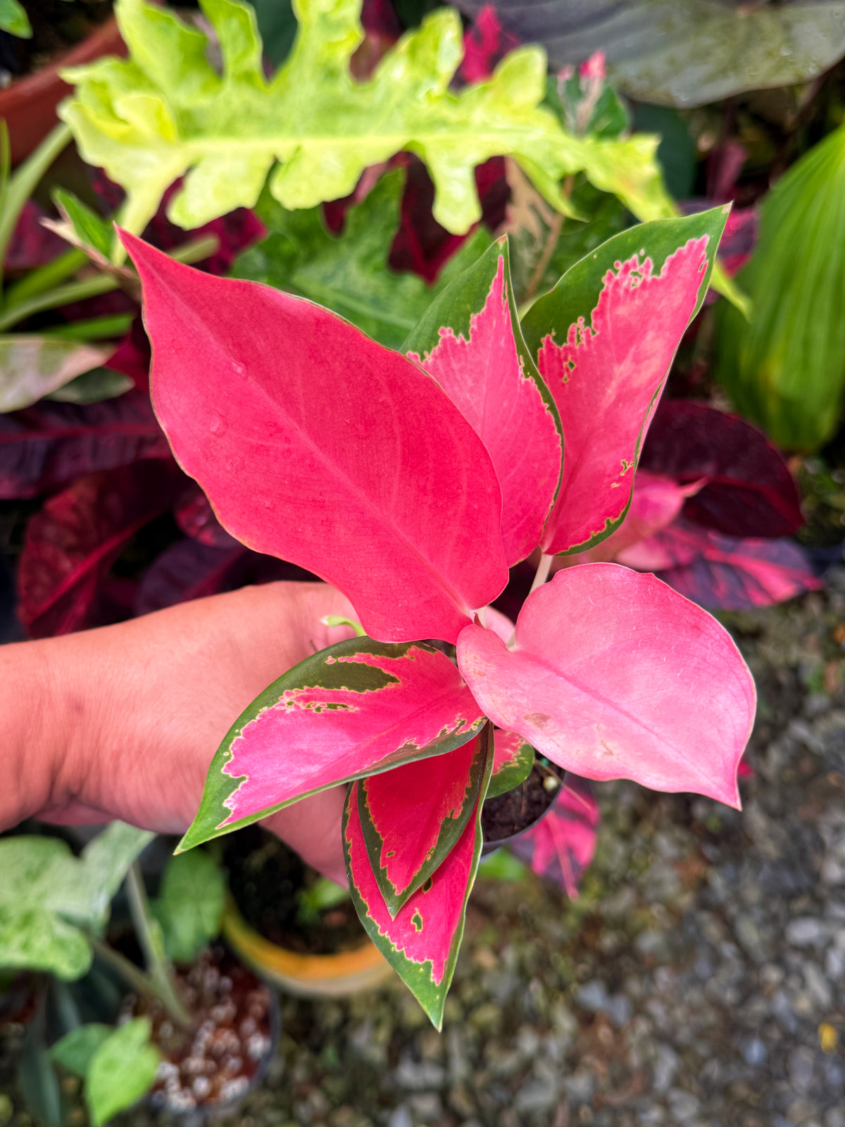 Aglaonema 'China Red' S31
