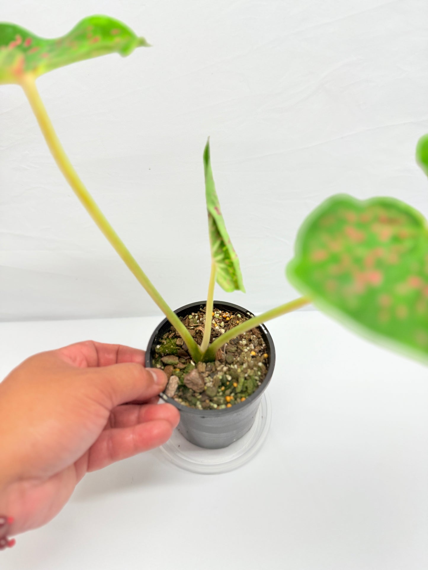 Caladium Thousand Stars G25