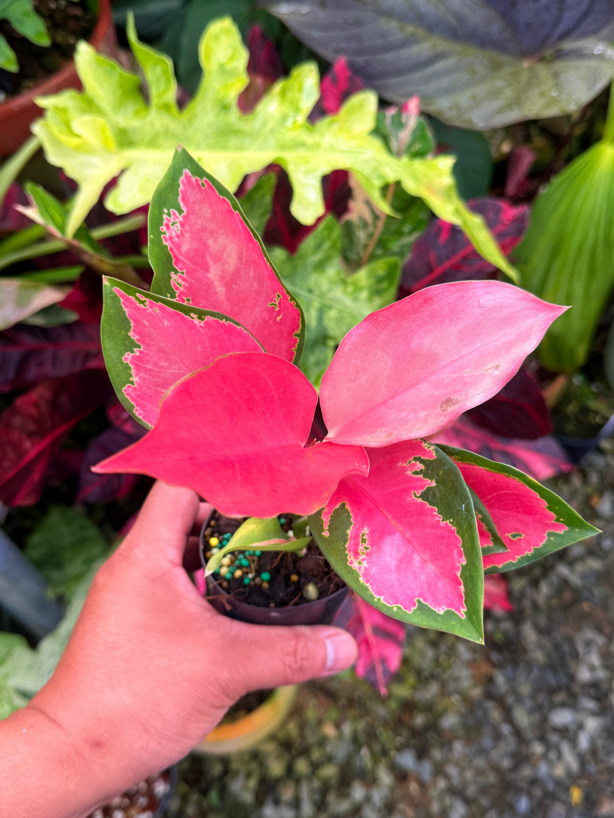 Aglaonema 'China Red' S31