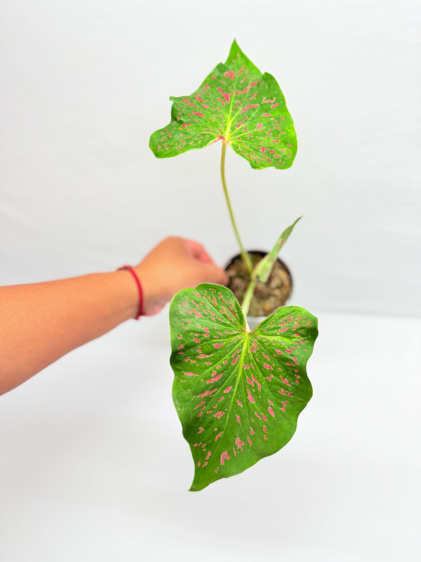 Caladium Thousand Stars G25