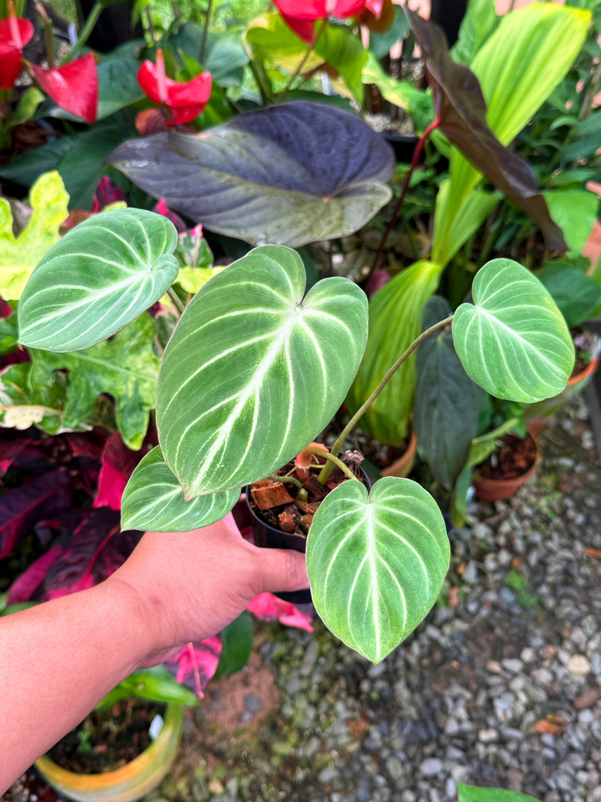 Philodendron 'Tinker Belle' aka Miniature Philodendron S37