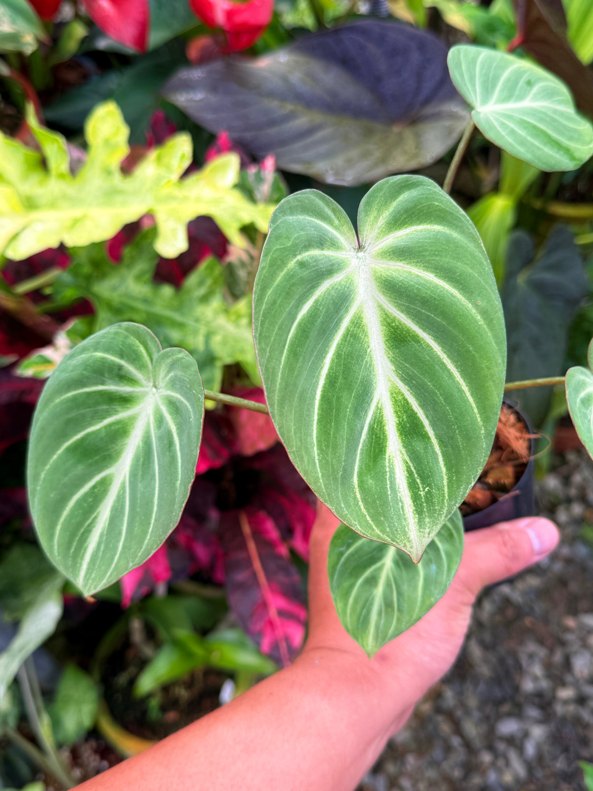 Philodendron 'Tinker Belle' aka Miniature Philodendron S37