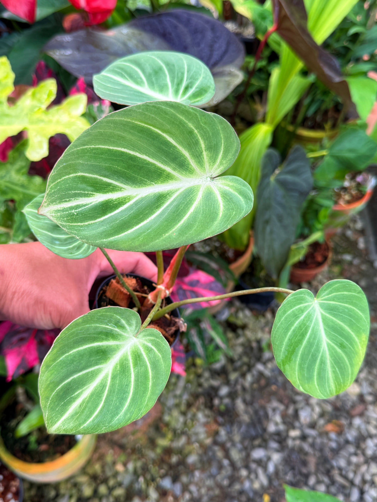 Philodendron 'Tinker Belle' aka Miniature Philodendron S37