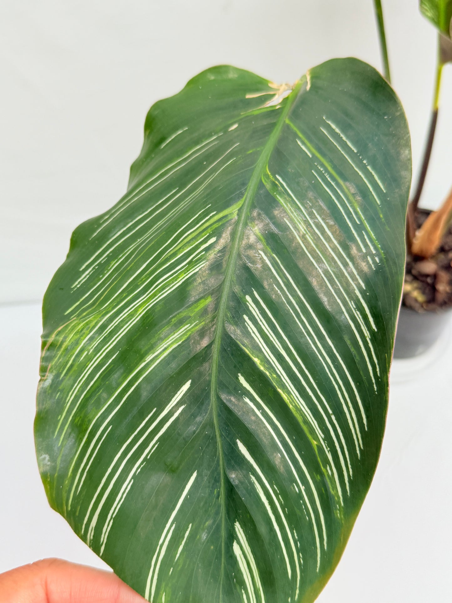 Calathea sanderiana 'Pinstripe Calathea' Variegated G31