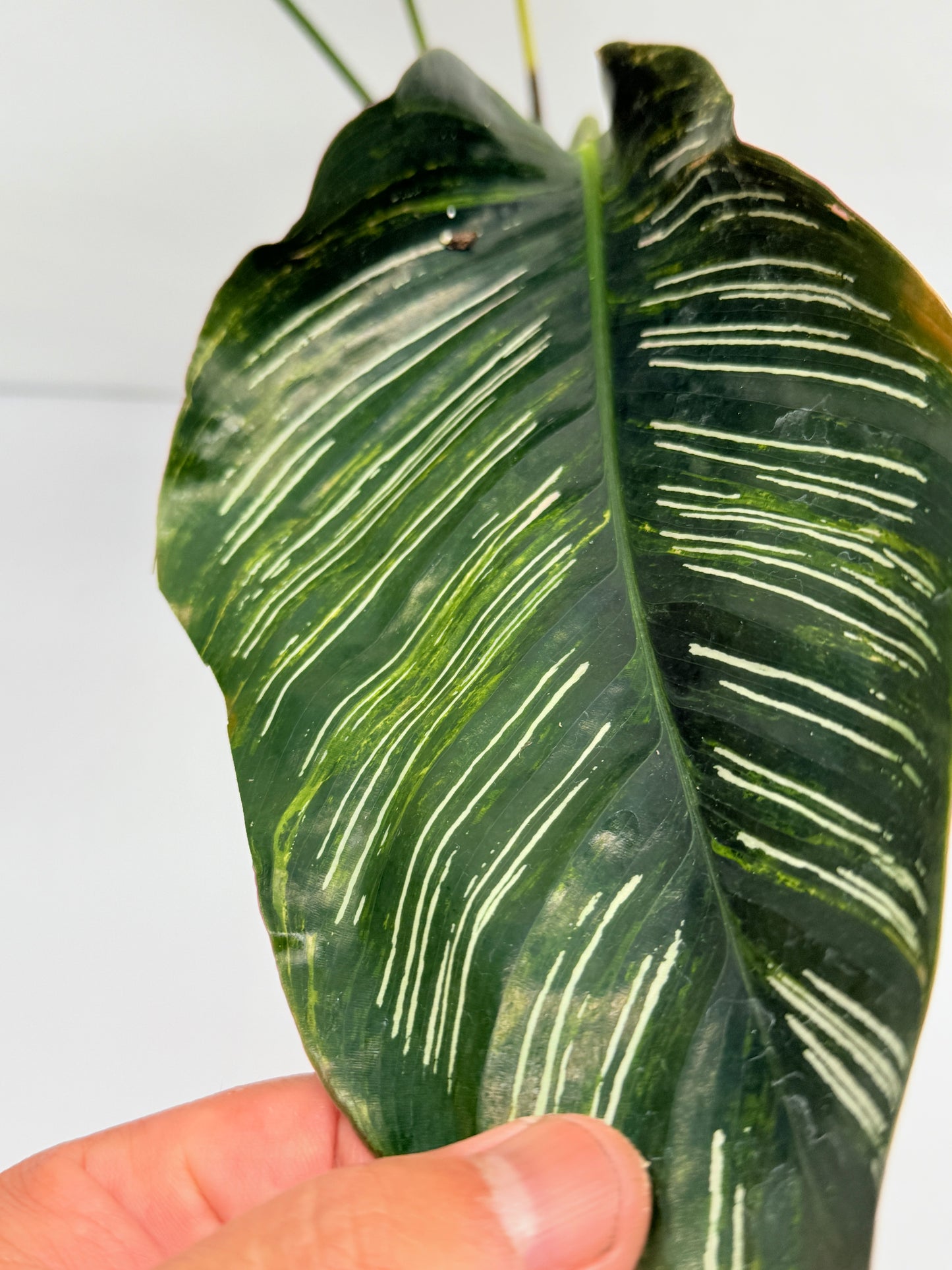 Calathea sanderiana 'Pinstripe Calathea' Variegated G31