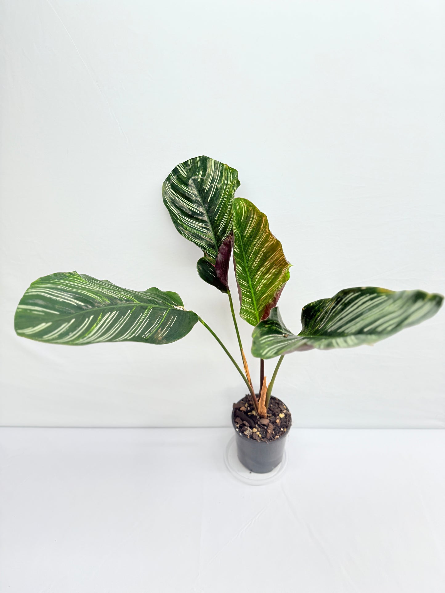 Calathea sanderiana 'Pinstripe Calathea' Variegated G31