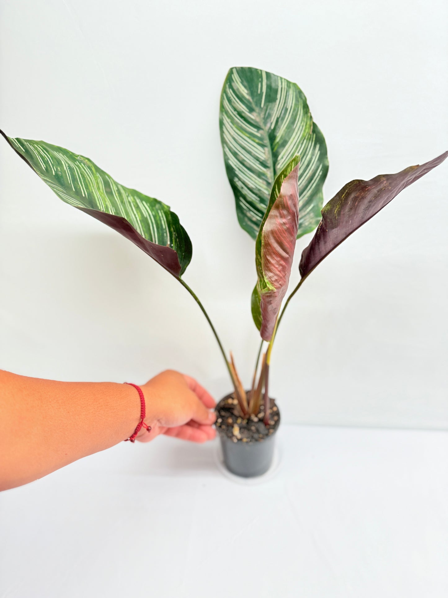 Calathea sanderiana 'Pinstripe Calathea' Variegated G31