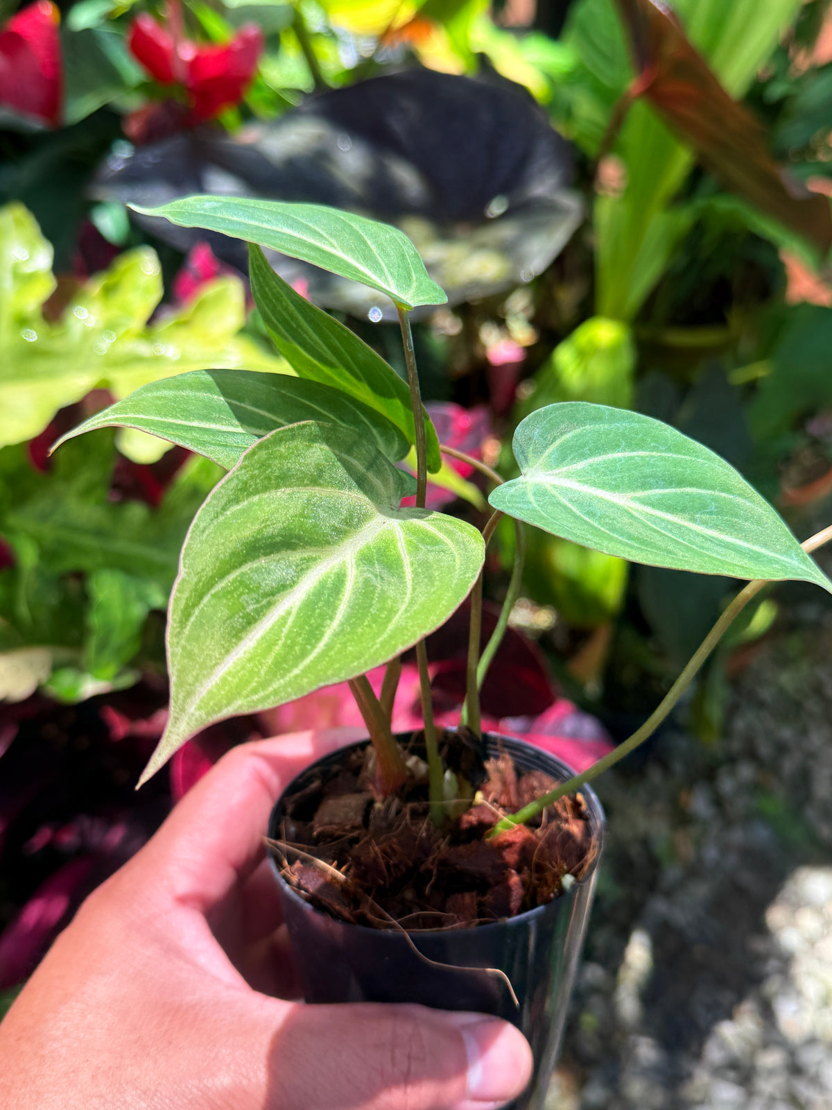 Philodendron 'Tinker Belle' aka Miniature Philodendron S46