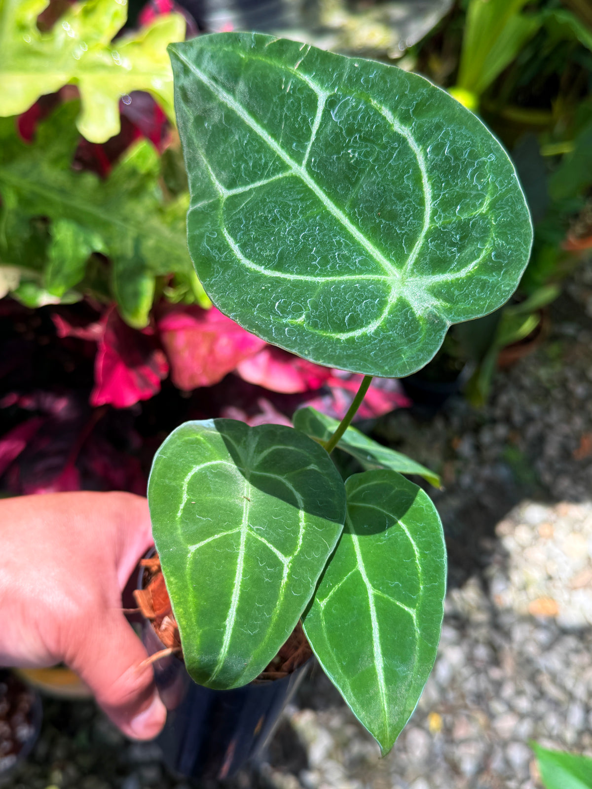 Anthurium Hybrid S27