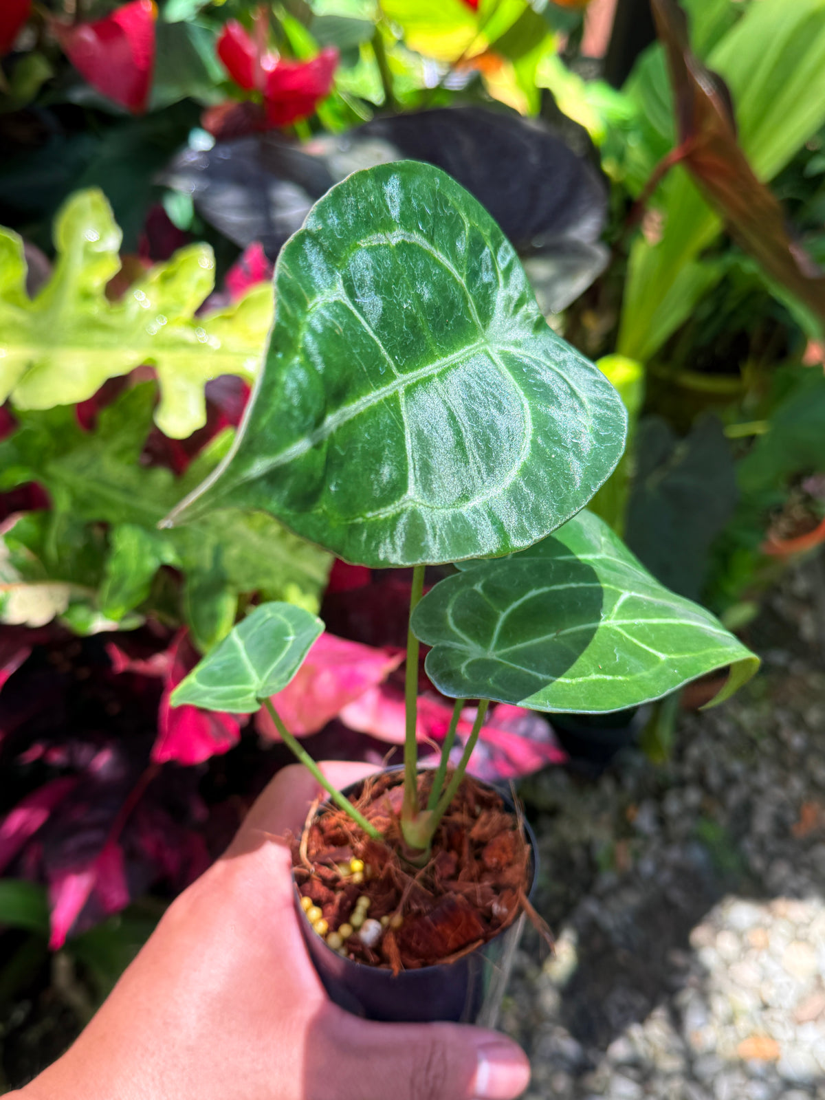 Anthurium Hybrid S27