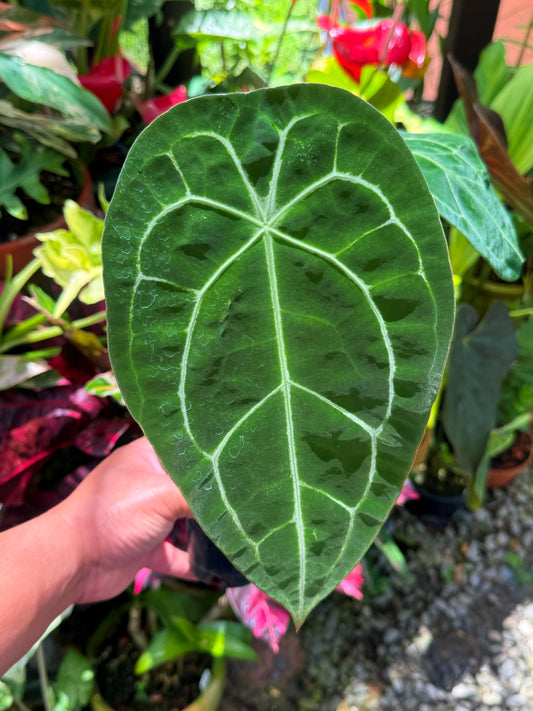Anthurium 'Forgetii' S26