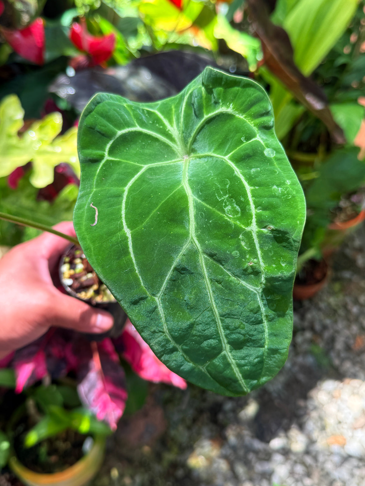 Anthurium 'Forgetii' S26
