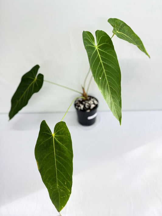 Anthurium Purple Mama 'Purple Velvet x Marmoratum' G32