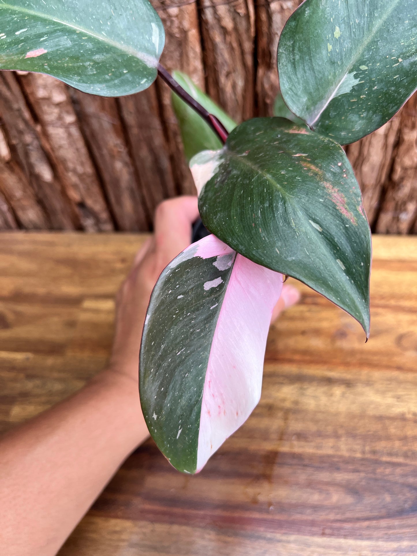 Philodendron Pink Princess E32