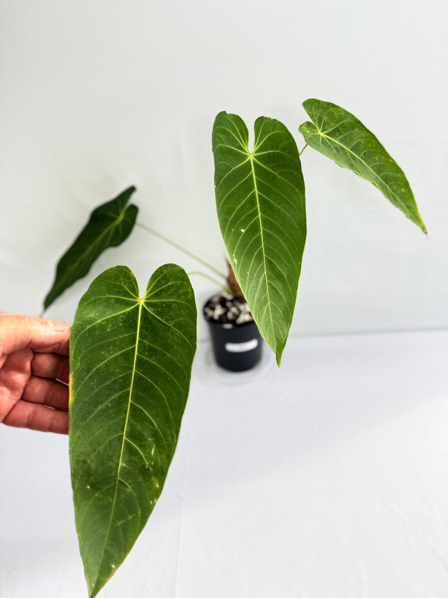 Anthurium Purple Mama 'Purple Velvet x Marmoratum' G32