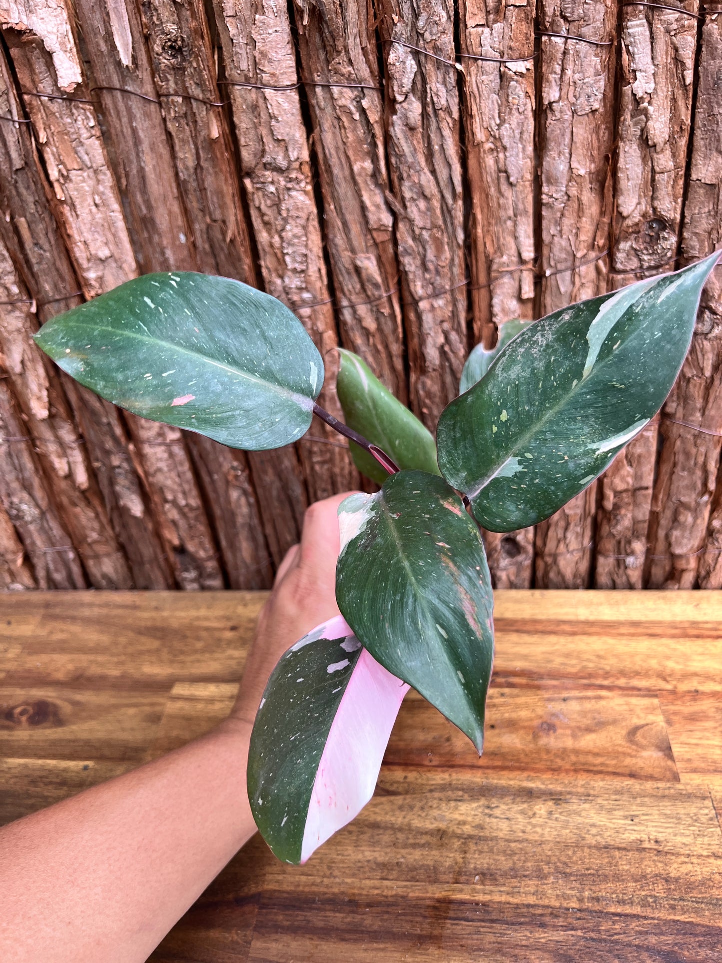 Philodendron Pink Princess E32