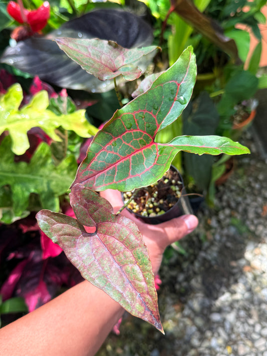 Cyrtosperma johnstonii S34