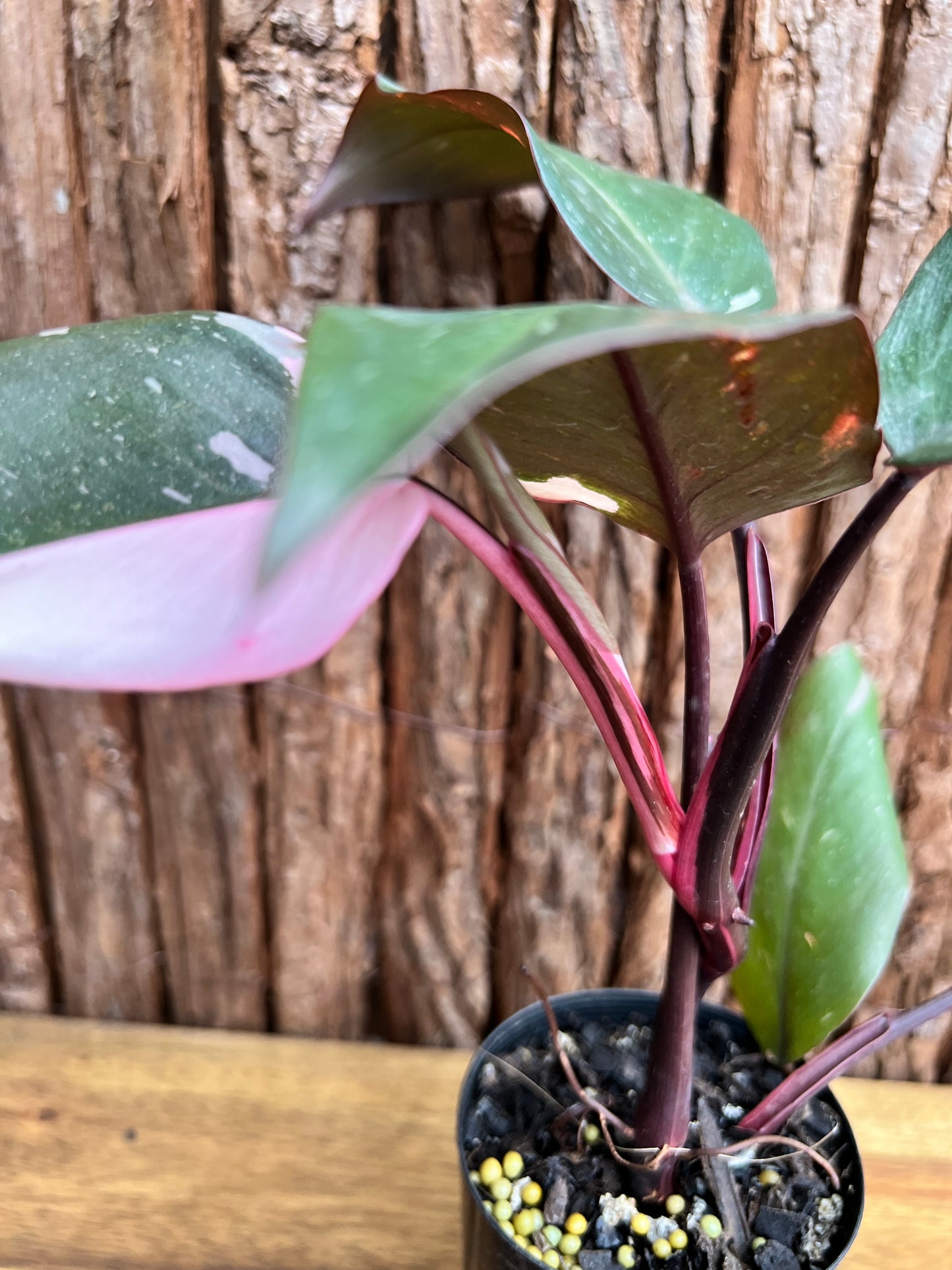 Philodendron Pink Princess E32