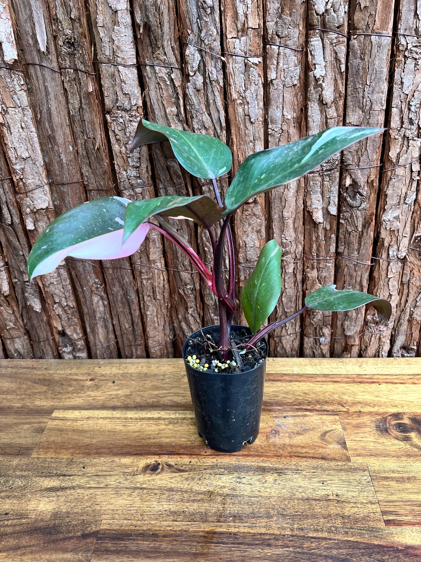 Philodendron Pink Princess E32