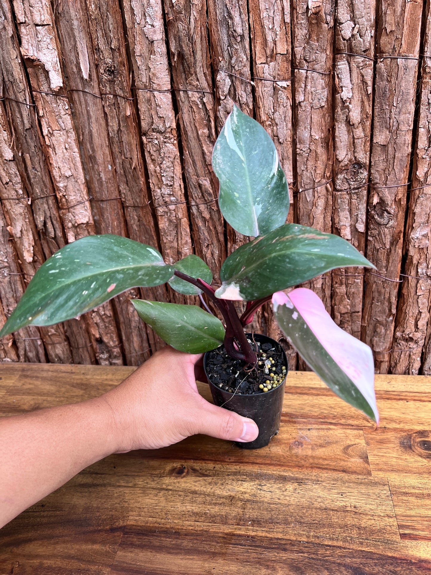 Philodendron Pink Princess E32