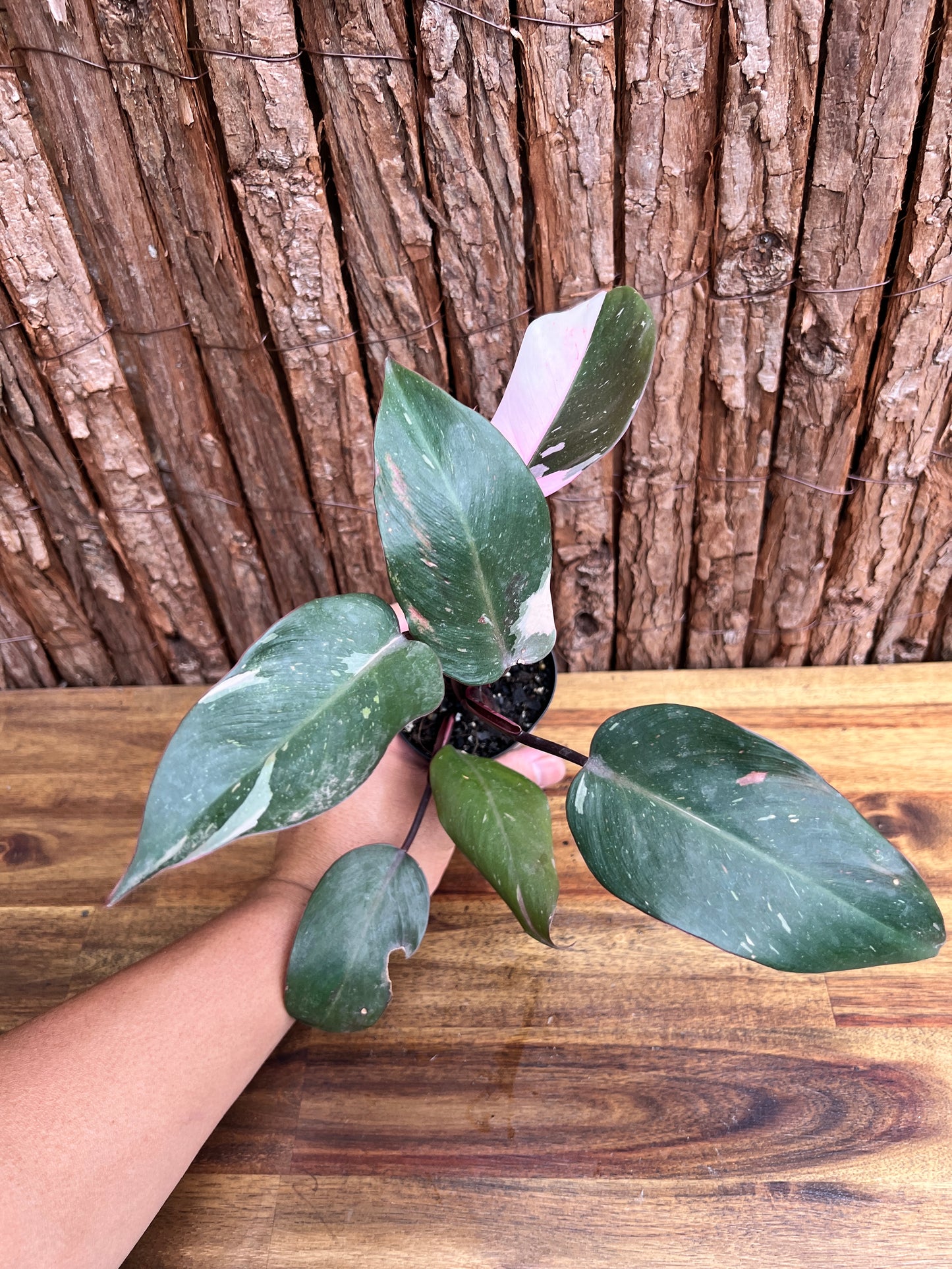 Philodendron Pink Princess E32