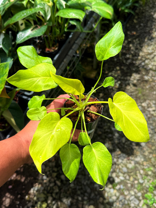Philodendron 'Xanadu Vareigata' - Low Variegated S35