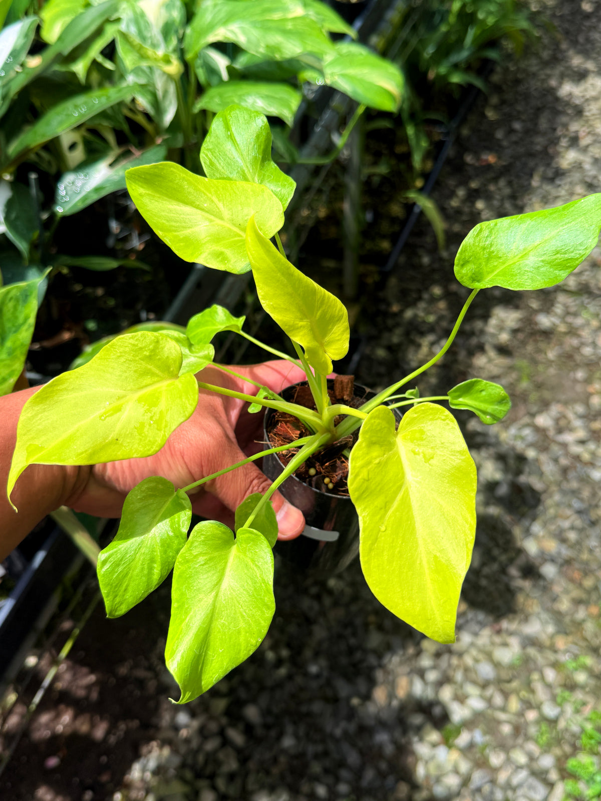 Philodendron 'Xanadu Vareigata' - Low Variegated S35