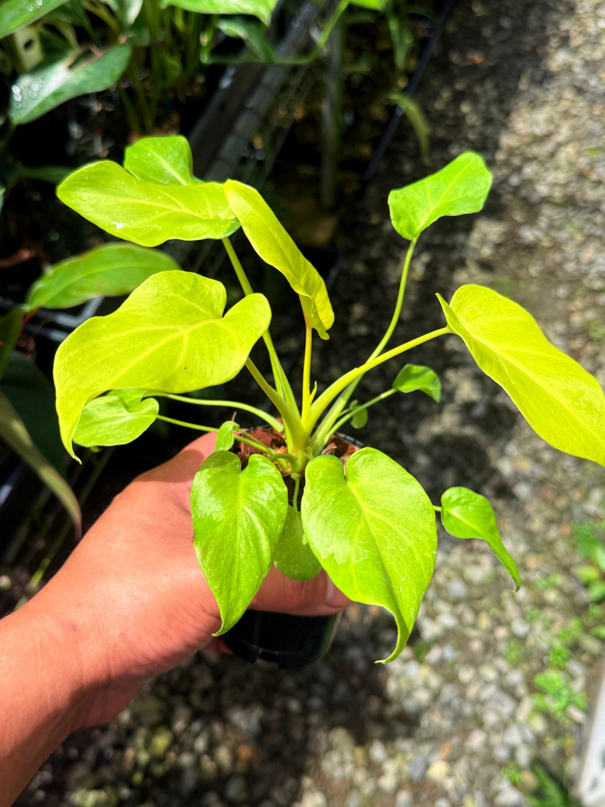 Philodendron 'Xanadu Vareigata' - Low Variegated S35