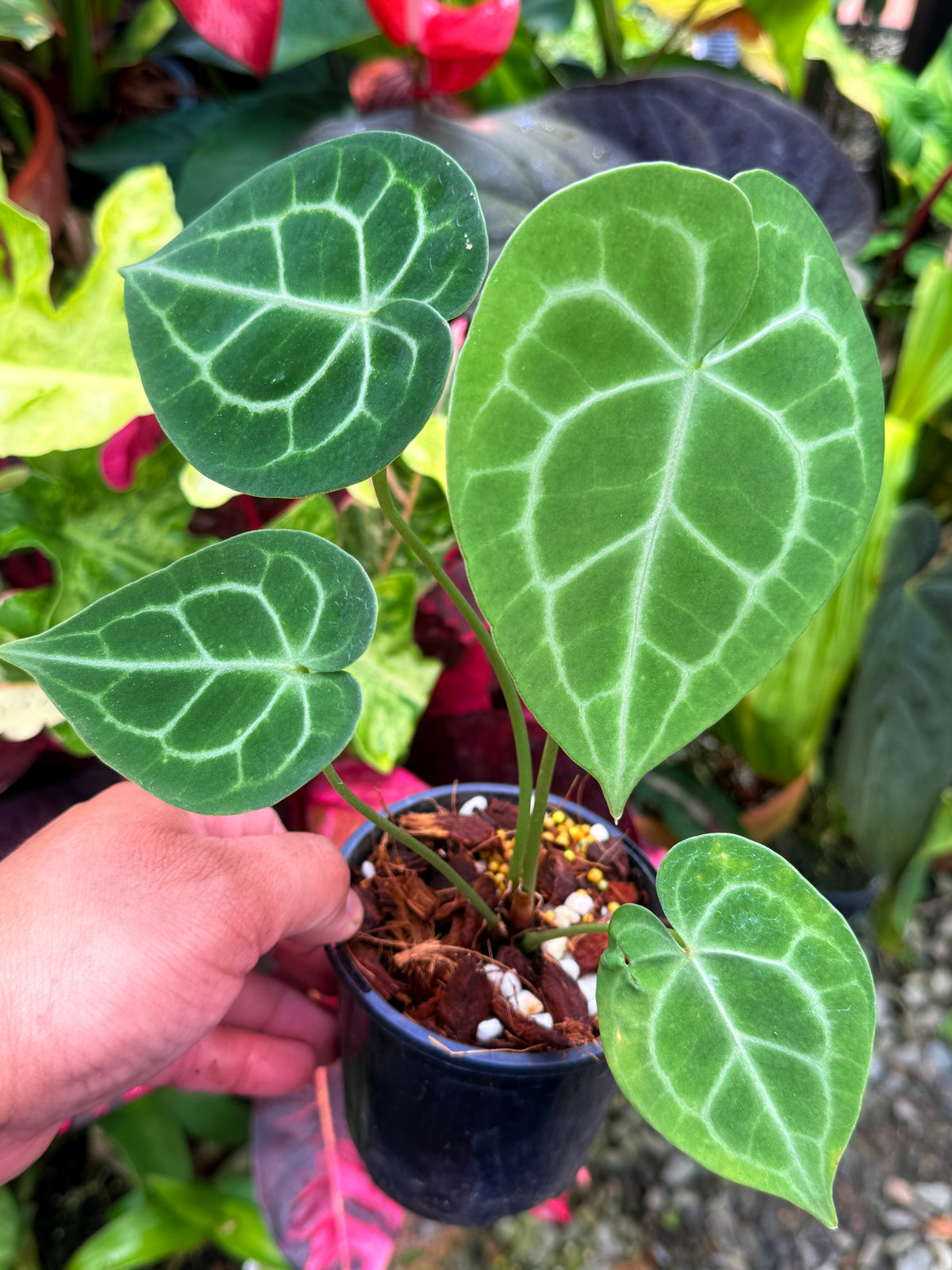 Anthurium Clarinervium S28