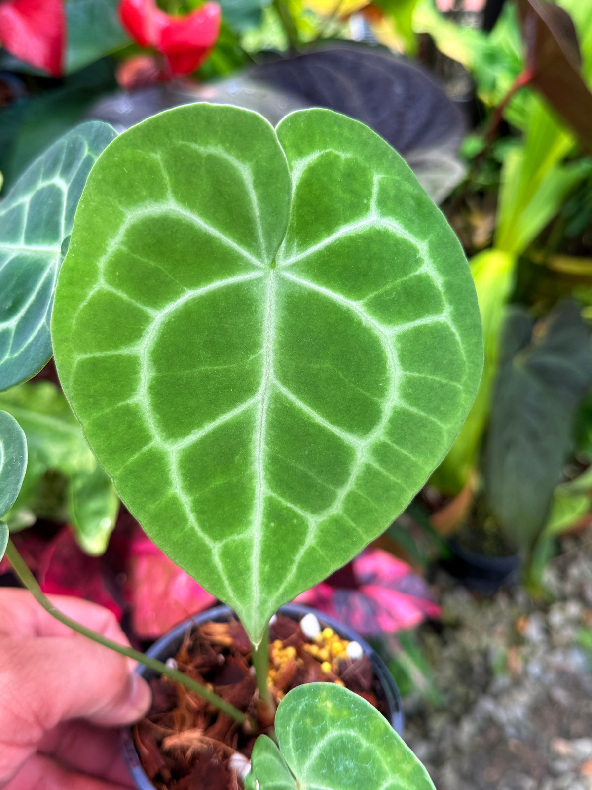 Anthurium Clarinervium S28