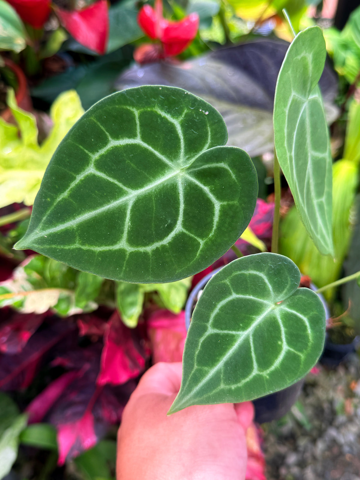 Anthurium Clarinervium S28