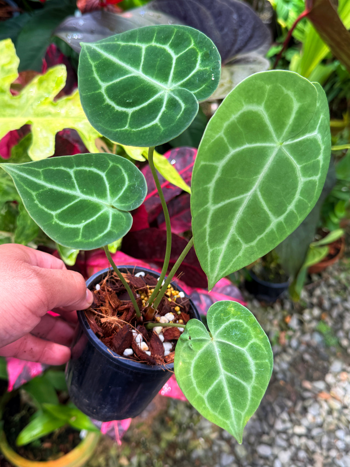 Anthurium Clarinervium S28