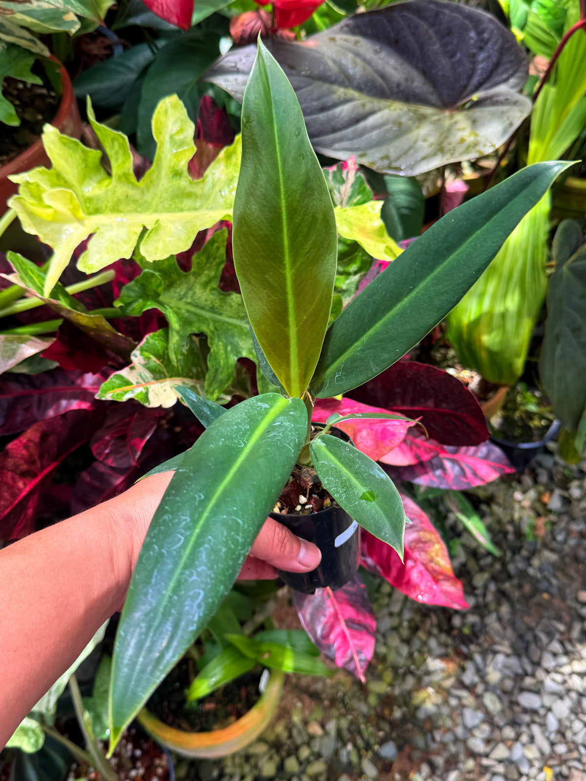 Philodendron Linnaei S36