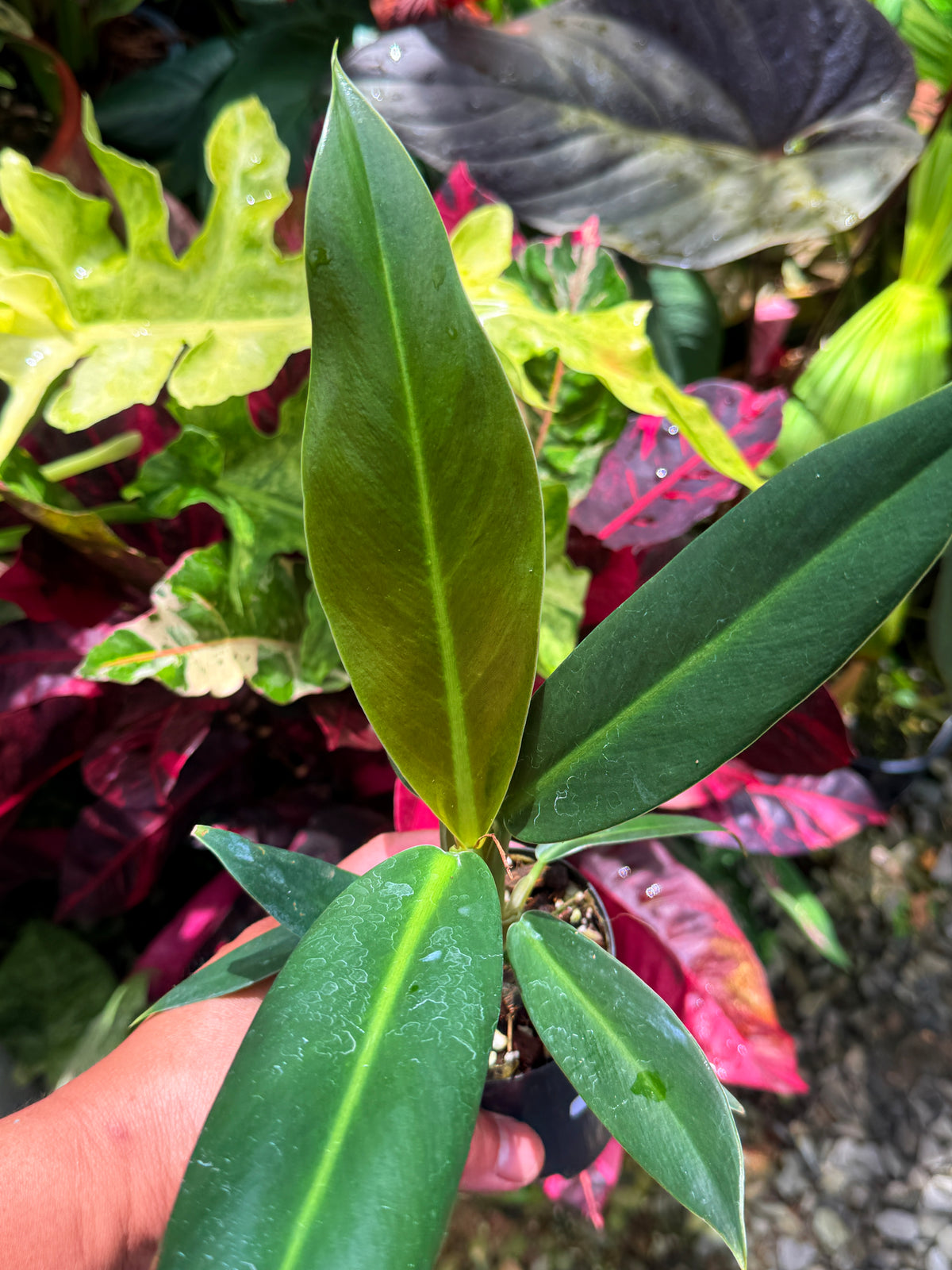 Philodendron Linnaei S36