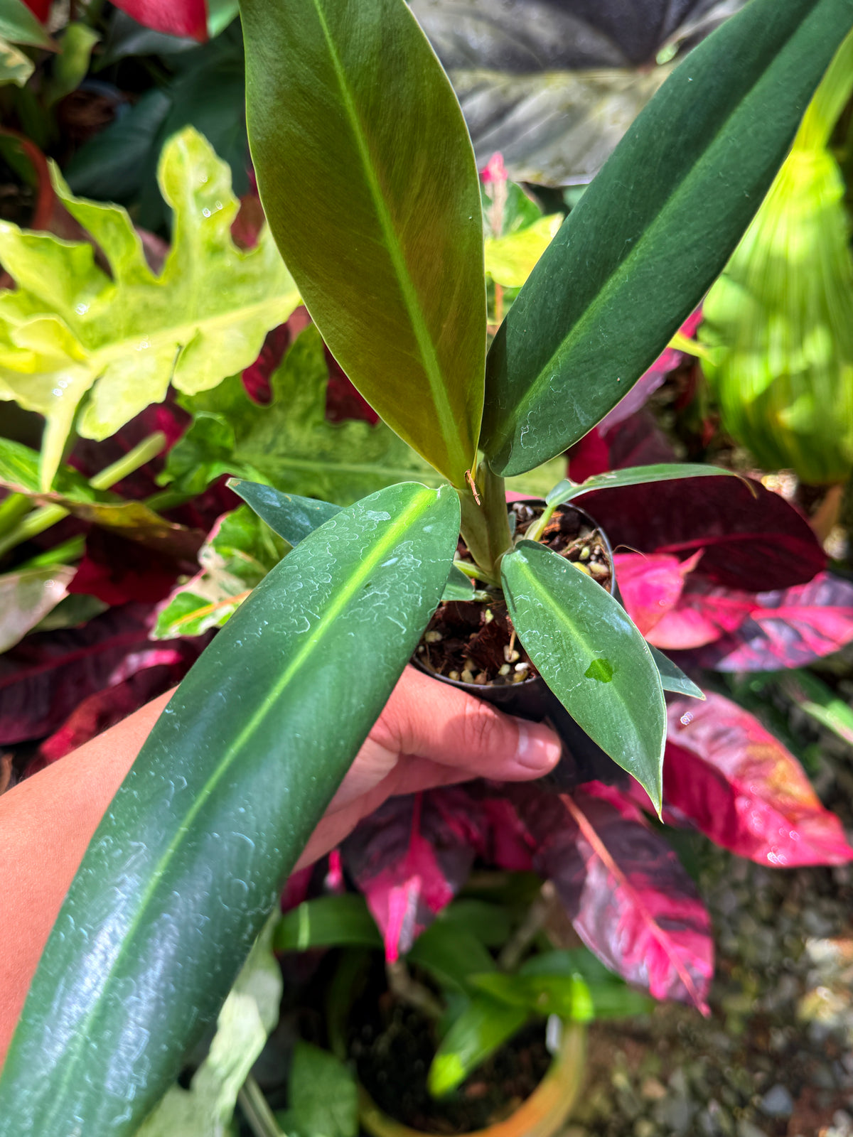 Philodendron Linnaei S36