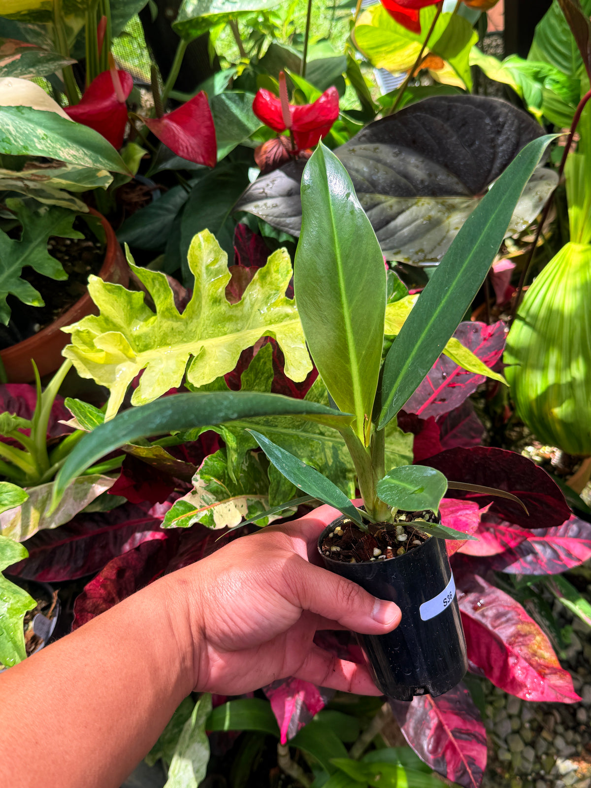 Philodendron Linnaei S36