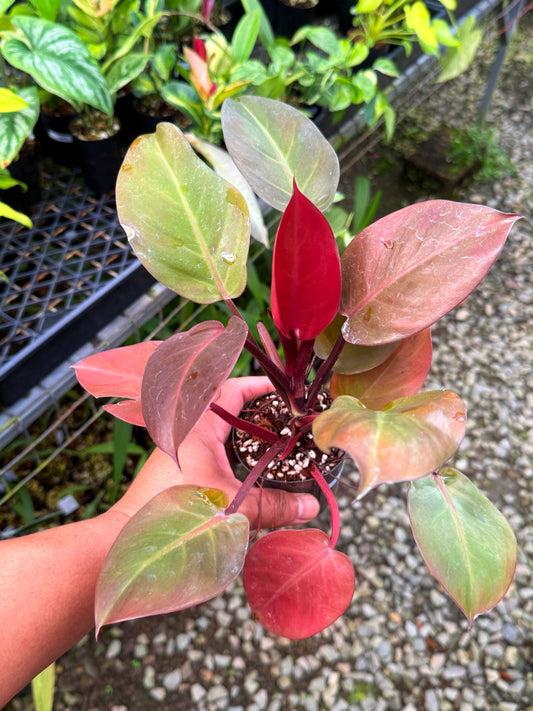 Philodendron ' Cherry Red' S49