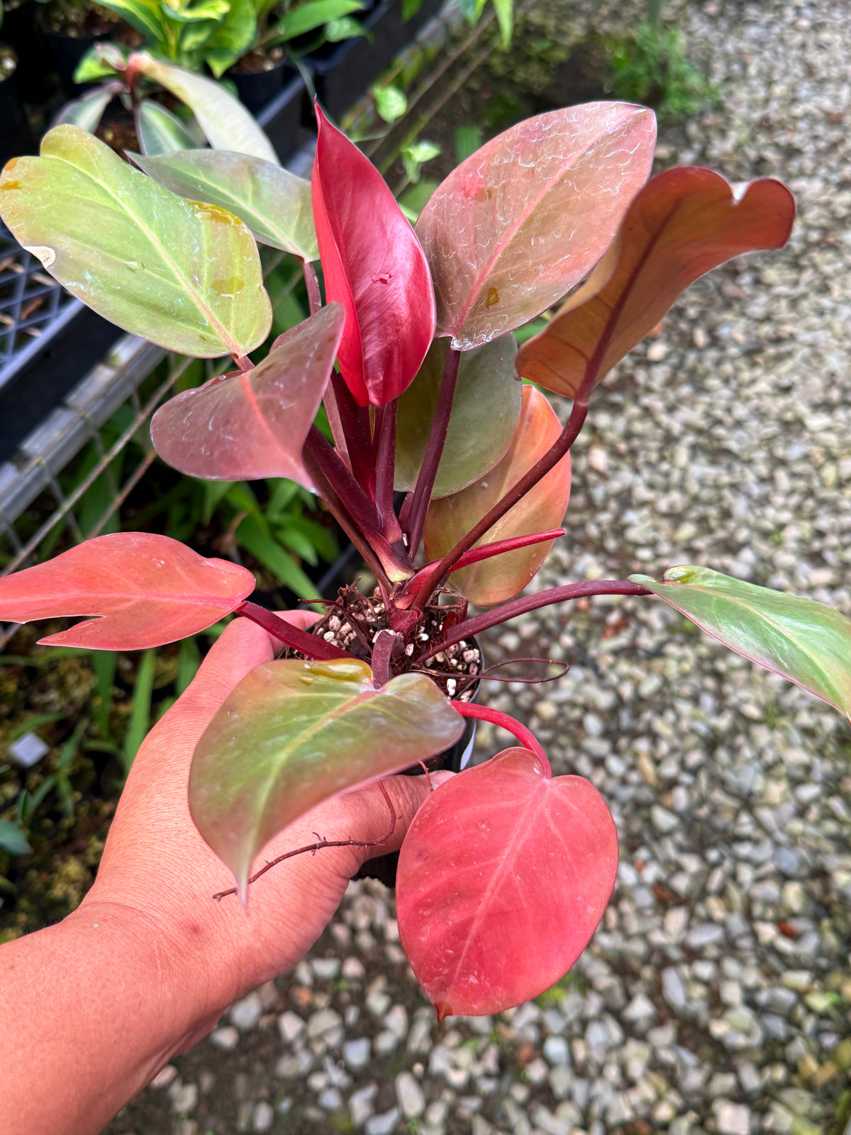 Philodendron ' Cheery Red' S49