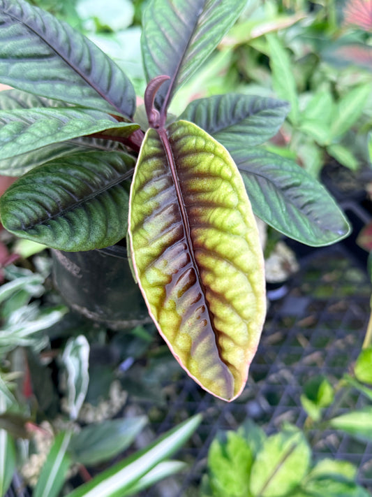 Labisia Sp. G36