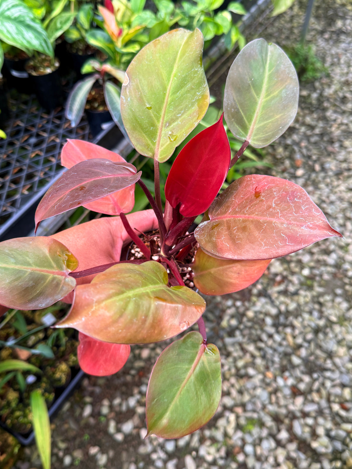 Philodendron ' Cheery Red' S49