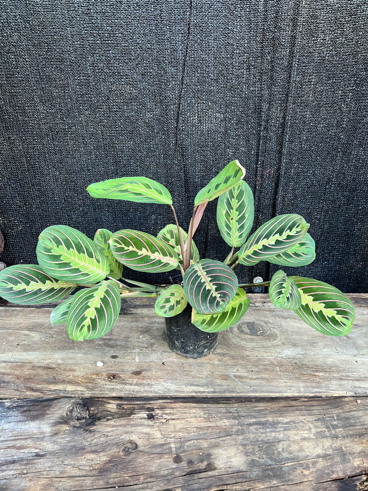 Maranta leuconeura var. erythroneura 'Red Vein Prayer Plant' (Z19)